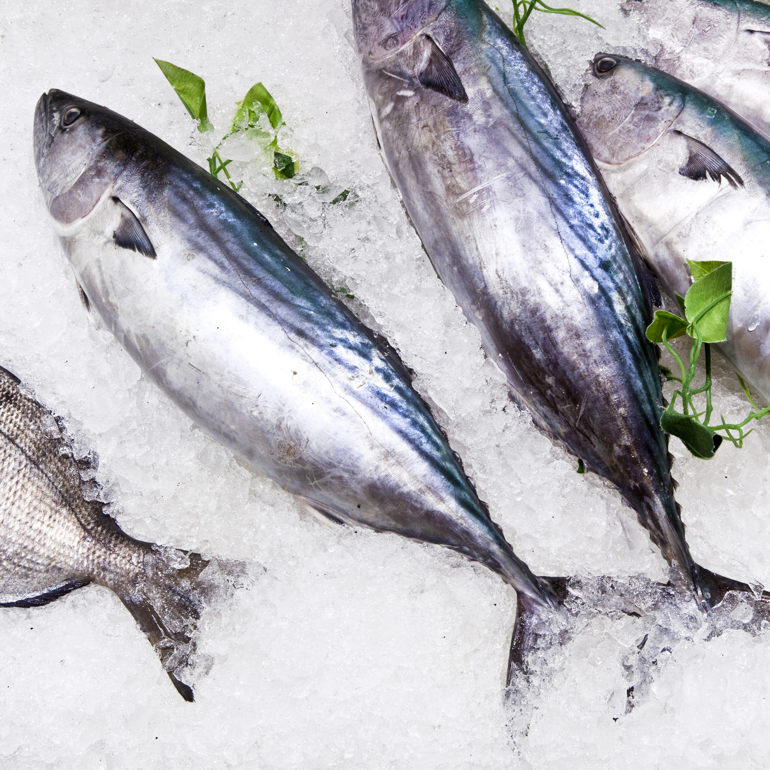 Fischrestaurant